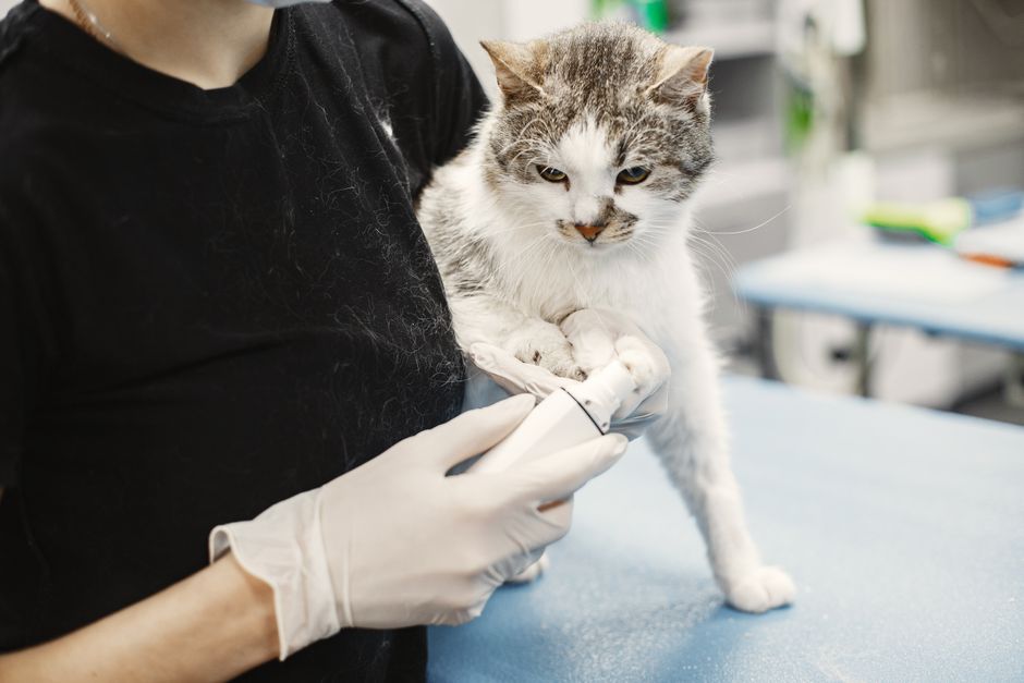 Kočka u veterináře na kontrole